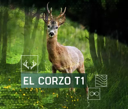 El corzo, en Caza y Pesca | Movistar Plus+