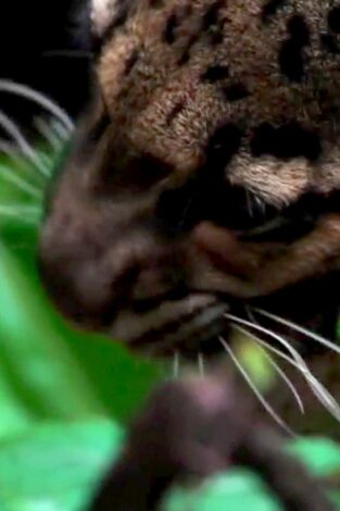 Extinct Or Alive. T(T1). Extinct Or Alive (T1): El leopardo nublado de Formosa