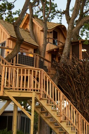 Mi casa en un árbol. T(T2). Mi casa en un árbol (T2): Nido de pájaros
