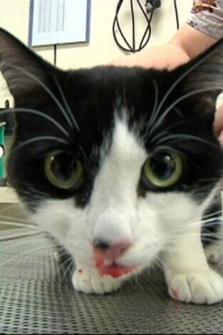 Veterinaris. T(T9). Veterinaris (T9): Ep.11 