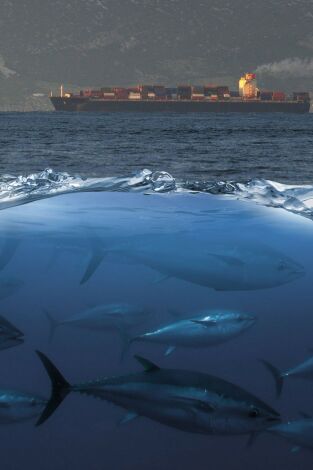 Tuna paradise