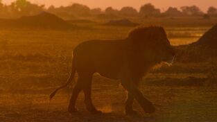 Grandes Felinos. Grandes Felinos: Un hombre entre guepardos