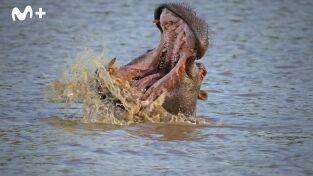 Hipopótamos y cocodrilos con Steve Backshall. Hipopótamos y...: Hipopótamos con Steve Backshall I
