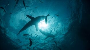 Tiburones. Tiburones: Tiburón vs. tiburón