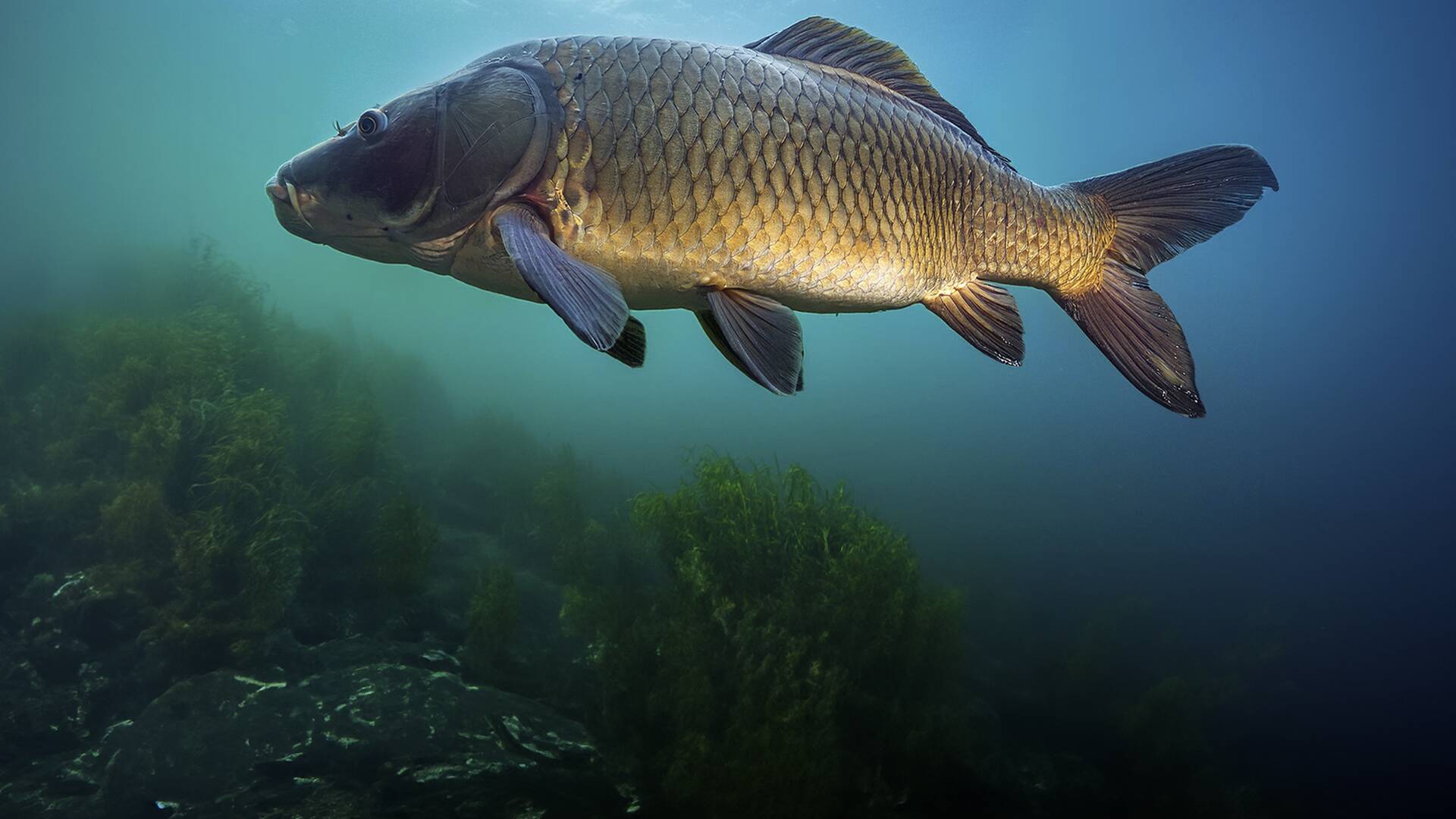 Monster Carp