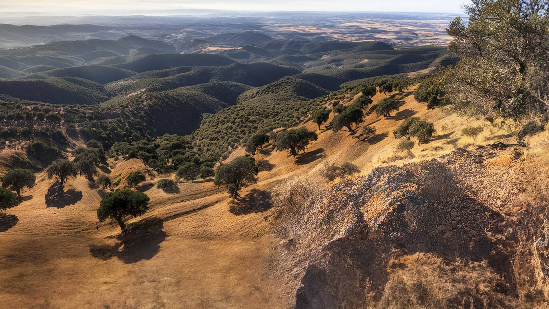 Monteando los jabalíes en la sierra onubense