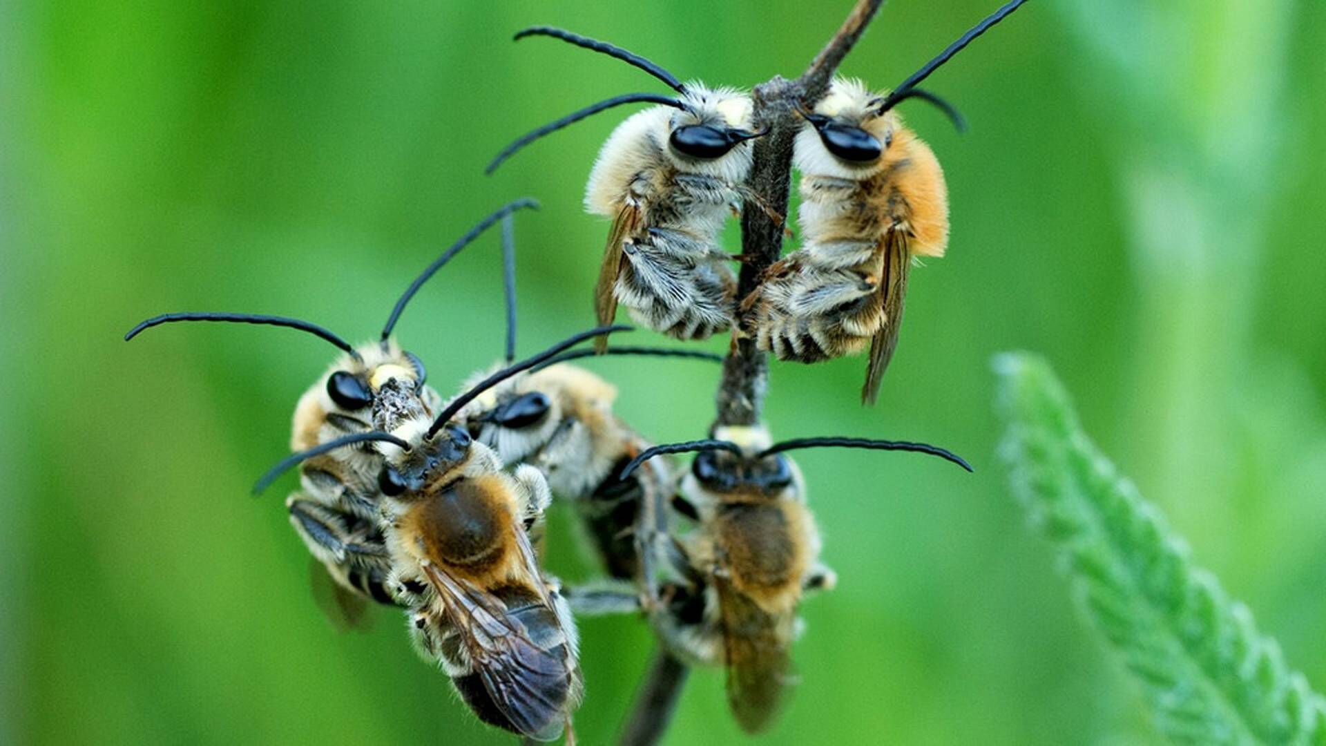 Las hijas del sol