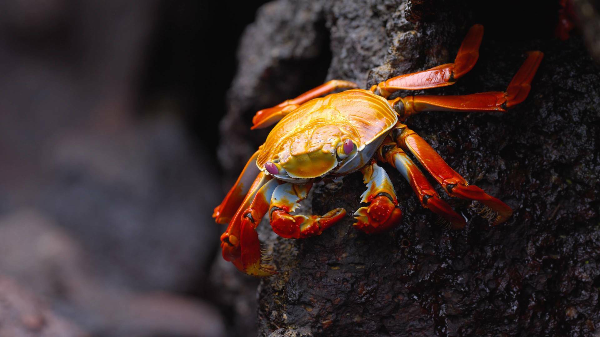 Ecuador en la cima de la biodiversidad