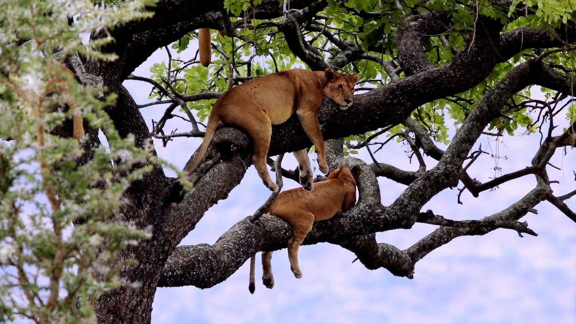 La vida en el reino animal