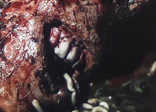 Imagen de Phenomena - 12