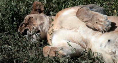 Imagen de Guerras felinas: leones contra guepardos - 3