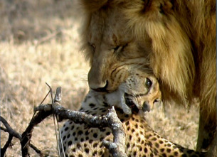 Imagen de Guerras felinas: leones contra guepardos - 4