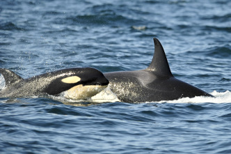 Imagen de Concebido para matar: La orca - 1
