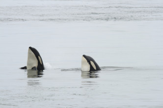 Imagen de Concebido para matar: La orca - 2