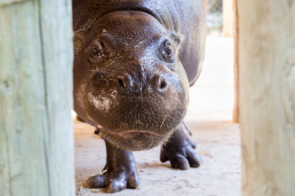 Imagen de Animales súper pequeños - 4