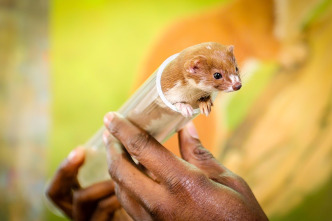 Imagen de Animales súper pequeños - 6