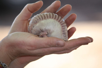 Imagen de Animales súper pequeños - 7
