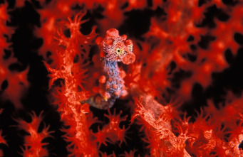 Imagen de Animales súper pequeños - 9