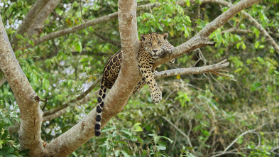 Imagen de Jaguar contra cocodrilo - 3