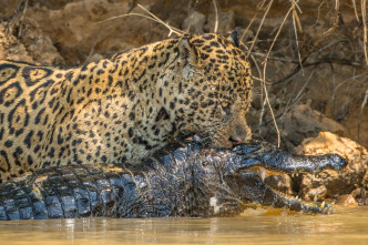 Imagen de Jaguar contra cocodrilo - 4