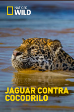 Imagen de Jaguar contra cocodrilo - 1