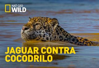 Imagen de Jaguar contra cocodrilo - 2