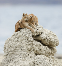 Imagen de Felinos  - 3