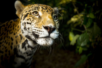 Imagen de Felinos: Ep.1 - 3