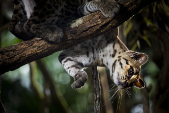 Imagen de Felinos: Ep.1 - 6