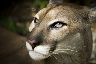 Imagen de Felinos: Ep.1 - 7