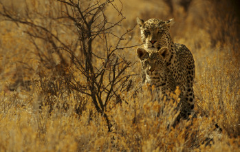 Imagen de Felinos: Ep.1 - 15