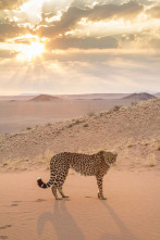 Imagen de Felinos: Ep.1 - 1