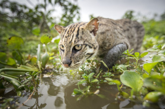 Imagen de Felinos: Ep.2 - 2