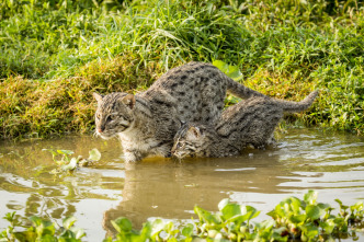 Imagen de Felinos: Ep.2 - 6