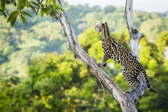 Imagen de Felinos: Ep.2 - 9