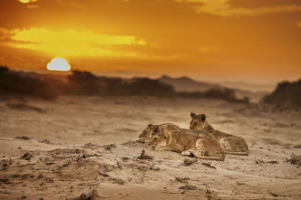 Imagen de Felinos: Ep.2 - 15
