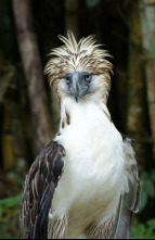 Imagen de Wild Filipinas  - 3