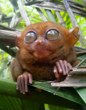 Imagen de Wild Filipinas  - 5