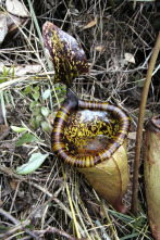 Imagen de Wild Filipinas  - 7