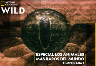 Imagen de Especial Los animales...: La supervivencia de los más raros - 2