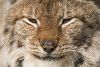 Imagen de Los felinos y yo: Ep.1 - 6