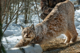 Imagen de Los felinos y yo: Ep.1 - 9