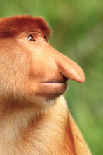 Imagen de Islas tropicales: Borneo - 1