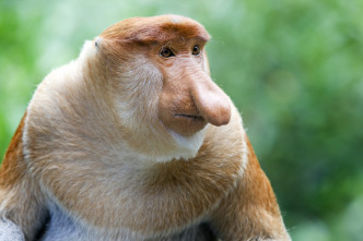 Imagen de Islas tropicales: Borneo - 3