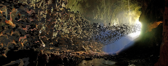 Imagen de Islas tropicales: Borneo - 4