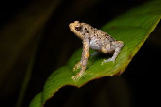 Imagen de Islas tropicales: Borneo - 6