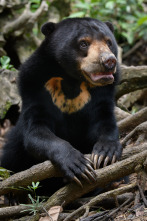 Imagen de Islas tropicales: Borneo - 7