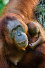 Imagen de Islas tropicales: Borneo - 9