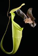 Imagen de Islas tropicales: Borneo - 10