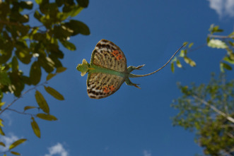 Imagen de Islas tropicales: Borneo - 11